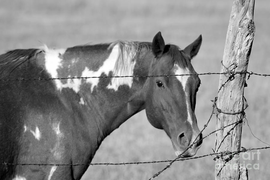 Mare in black and white Photograph by Pamela Walrath
