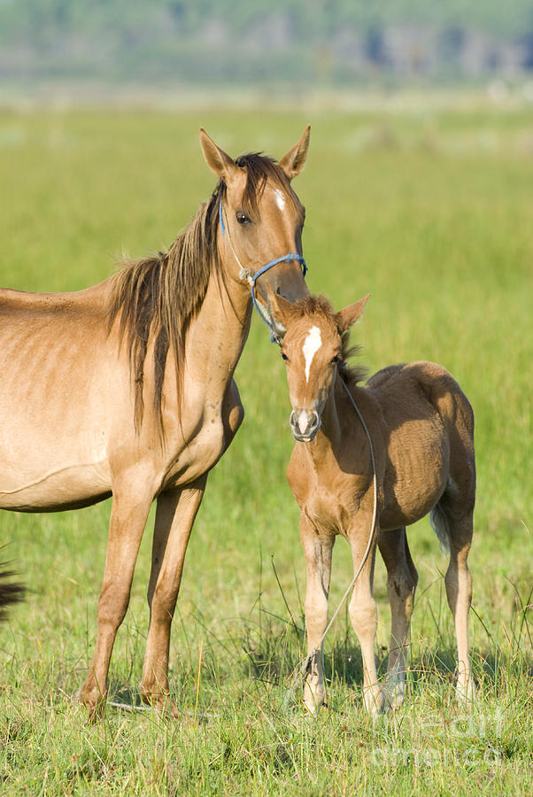 Mare with Colt Photograph by William H Mullins and Photo Researchers