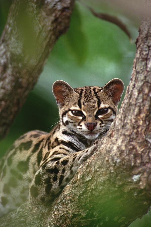 Margay Leopardus Wiedii Orphaned Wild Photograph by Gerry Ellis