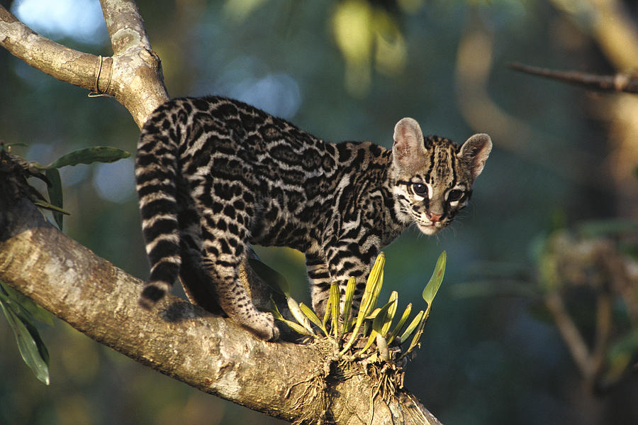 Margay Leopardus Wiedii Wild Kitten Photograph by Gerry Ellis