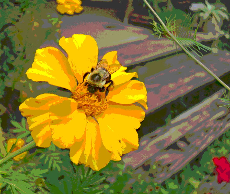 Marigold and Bumblebee Photograph by Padre Art