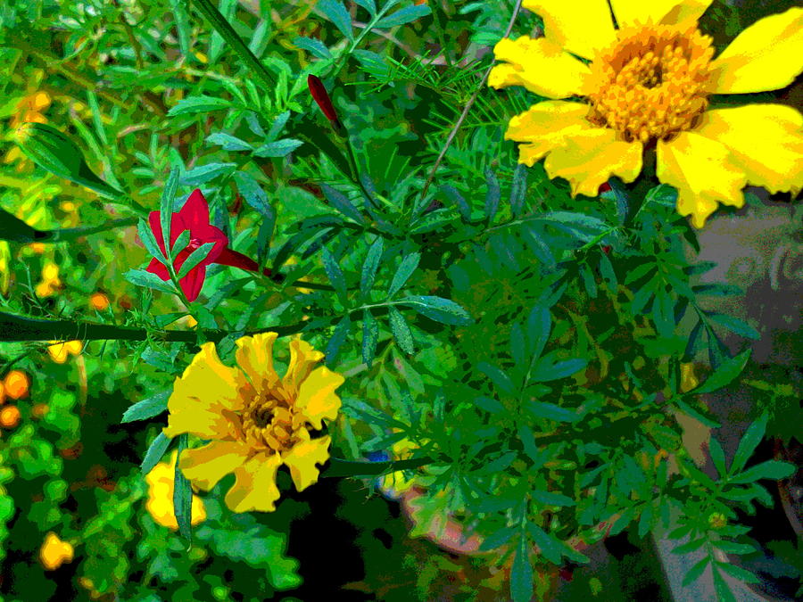 Marigold and Cypress Vine Blossoms Photograph by Padre Art