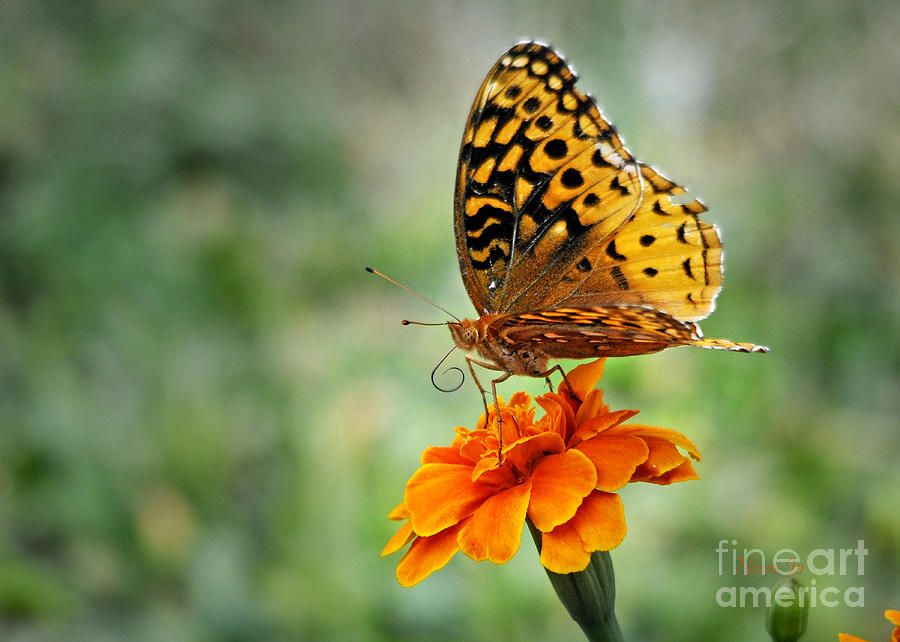Marigold and Flying Flower Photograph by Nava Thompson