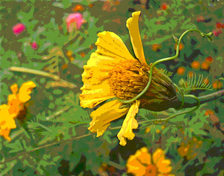 Marigold and Vine Photograph by Padre Art
