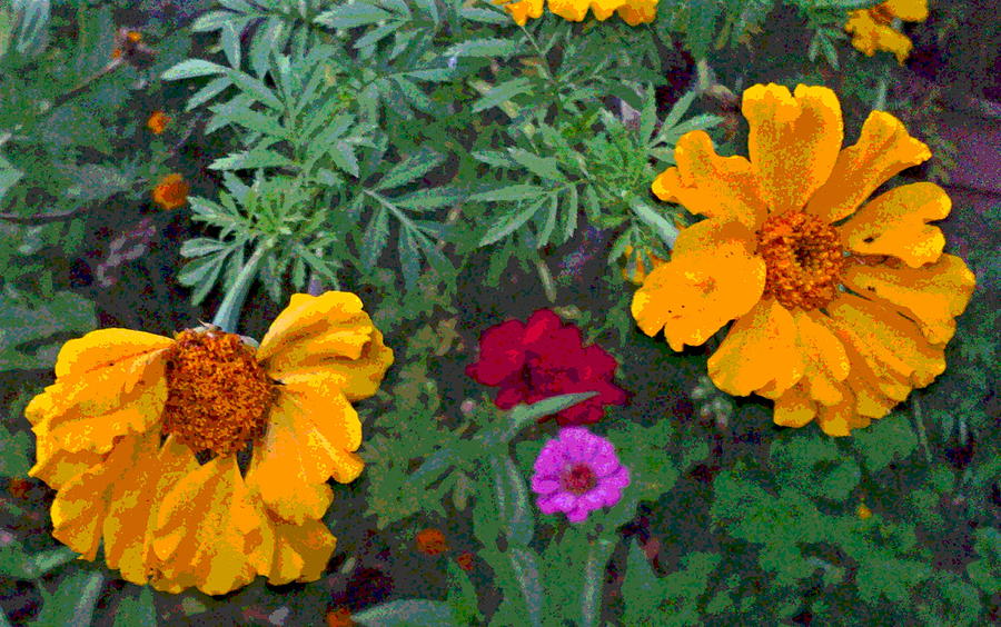 Marigold and Zinnia Flower Group Photograph by Padre Art