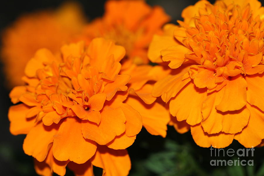 Marigold Blooms Photograph by Donna L Munro