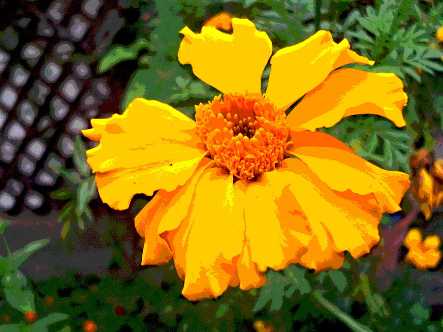 Marigold Blossom and Lattice Photograph by Padre Art