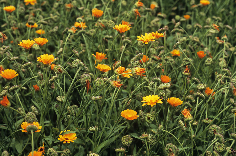 Summer Photograph - Marigold (calendula Officinalis) by Adrian Thomas