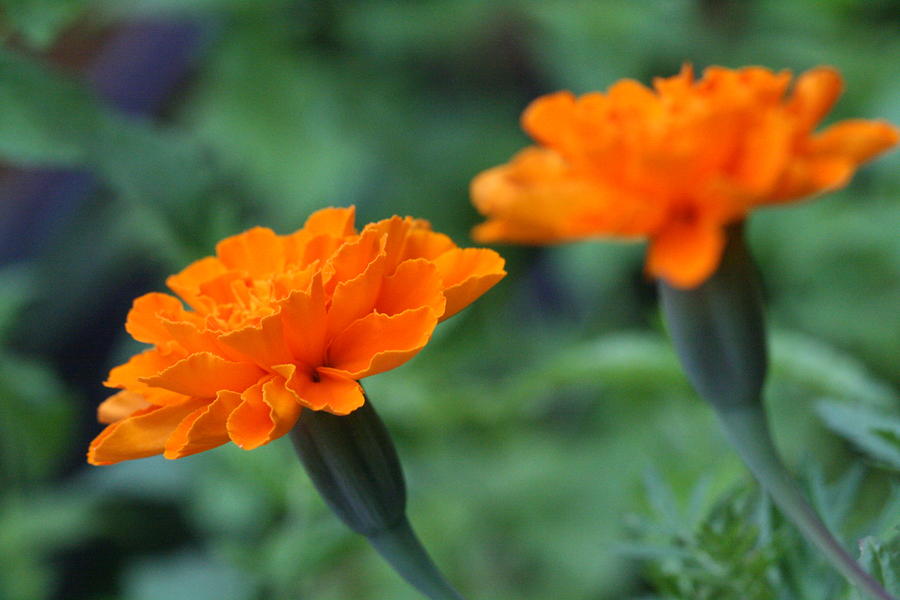 Marigold Photograph - Marigold Duo by Bonnie Boden Marigold Photograph - Marigold Duo by Bonnie Boden