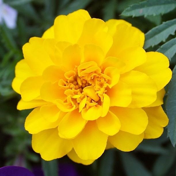 Flower Photograph - Marigold Flower by Justin Connor