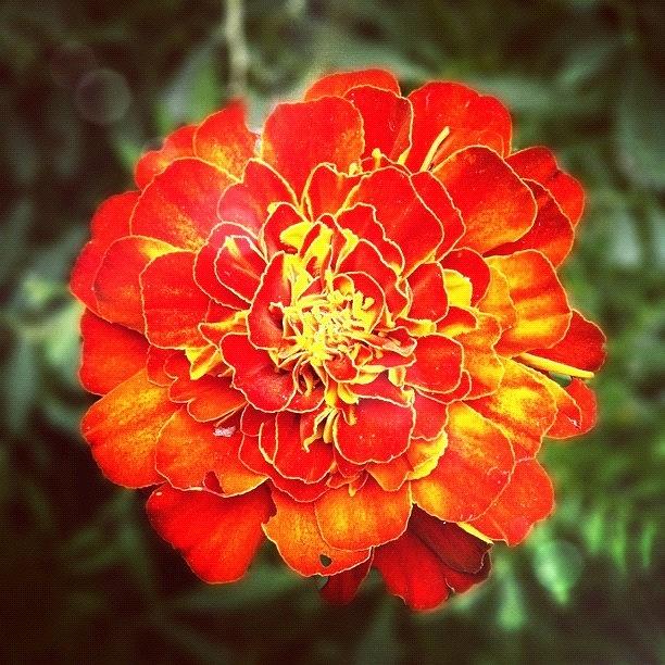 Nature Photograph - #marigold #flowers #gang_family by Jason Fang