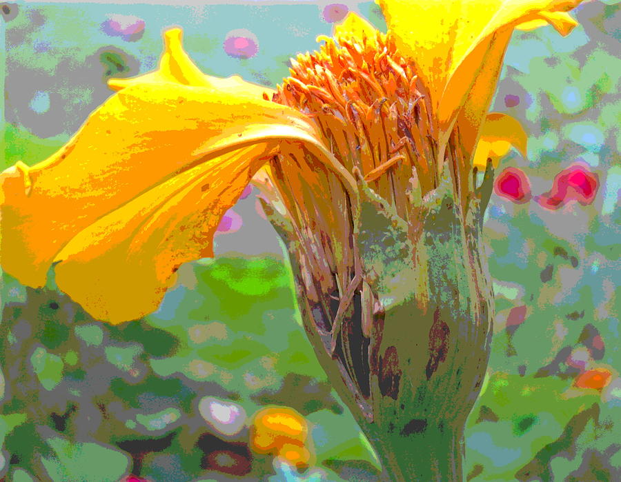 Nature Photograph - Marigold Going to Seed by Padre Art