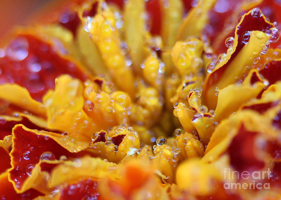 Marigold with Water Drops Photograph by Judi Bagwell