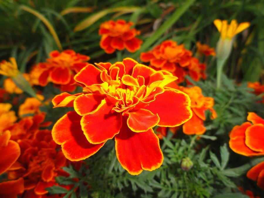 Marigold...color of Joy Photograph by Chandrakanth Lakkakula - Fine Art ...