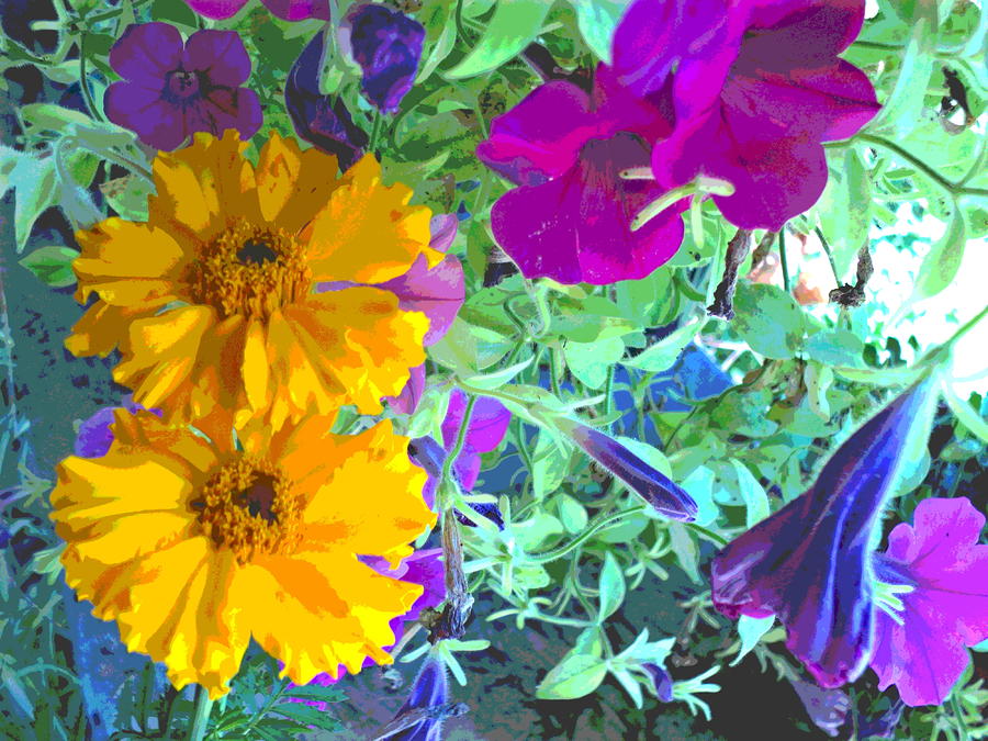 Marigolds and Petunias Photograph by Padre Art