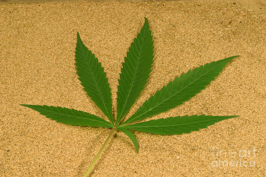 Marijuana Leaf Photograph by Ford McCann
