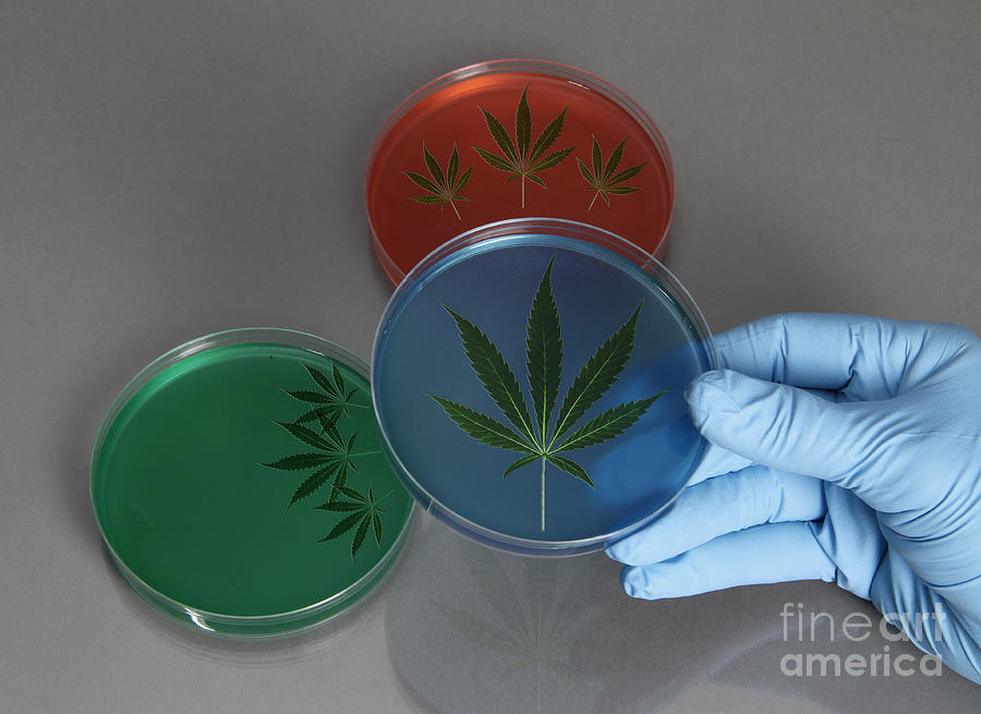 Marijuana Leaves In A Petri Dish Photograph by Photo Researchers