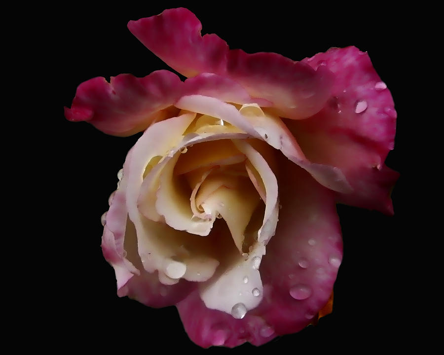 Rose Photograph - Marilins Rose II  IMG 2763---2012 by Torrey E Smith