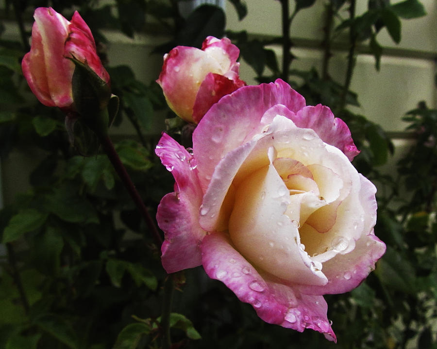 Flower Photograph - Marilyns Rose by Torrey E Smith Flower Photograph - Marilyns Rose by Torrey E Smith