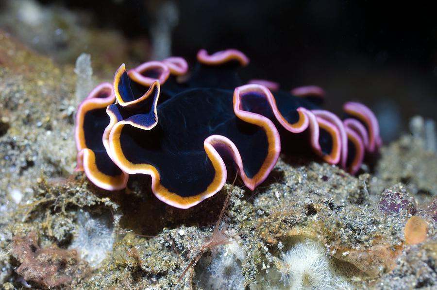 Marine Flatworm Photograph by Georgette Douwma - Fine Art America