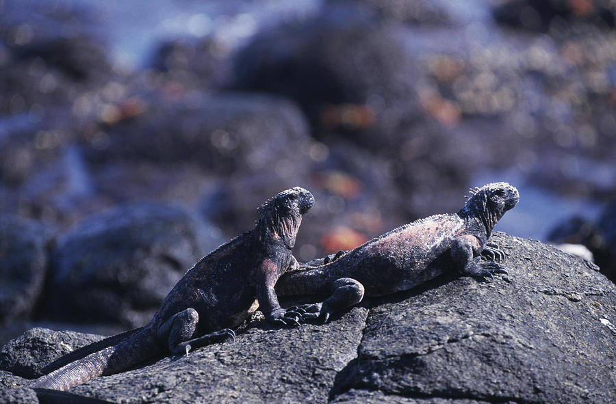 Marine Iguanas Photograph by Doug Allan - Pixels