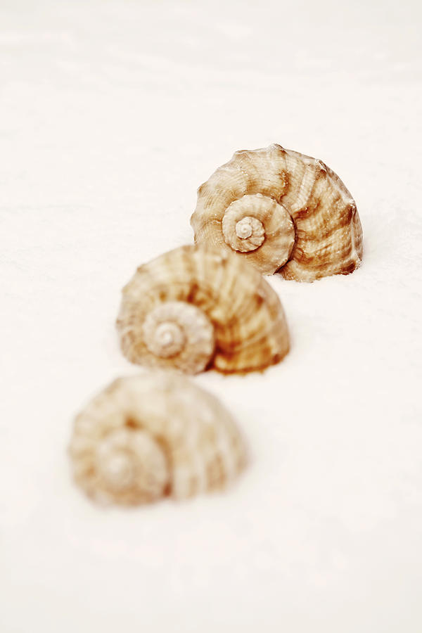 Winter Photograph - Marine Snails by Joana Kruse
