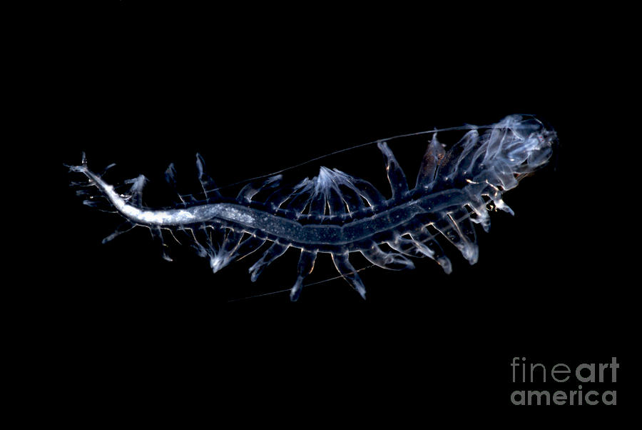 Marine Worm Photograph by Dante Fenolio