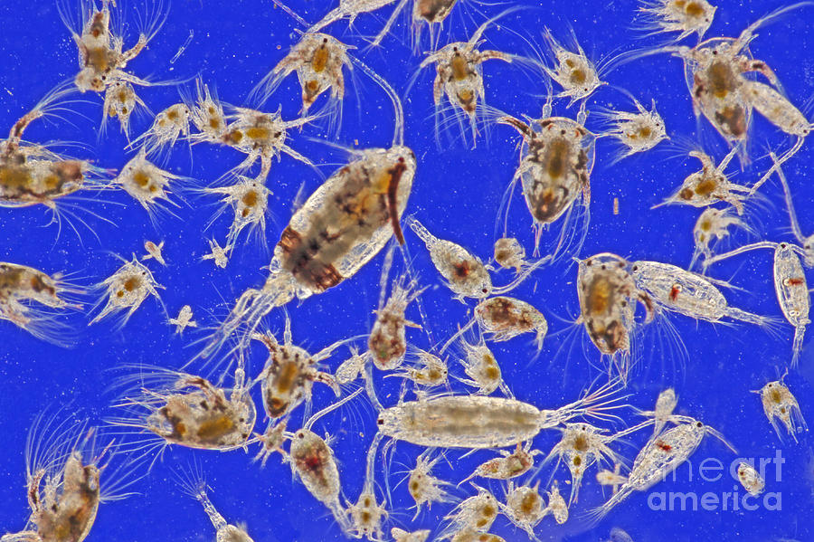 Live Marine Zooplankton Photograph by M I Walker