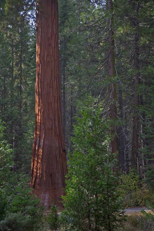 Mariposa Grove Giant Sequoia Yosemite National Park Photograph by John ...