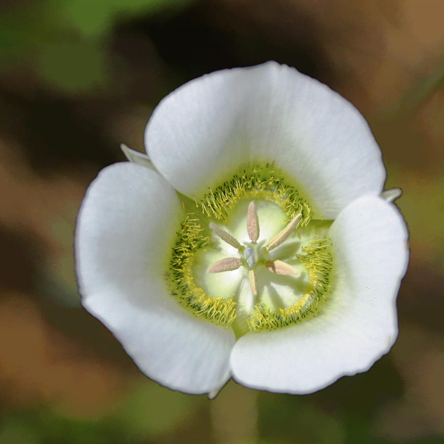 Mariposa Lily Photograph by Gregory Scott