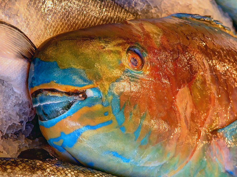 Fish Photograph - Market Fresh Fish by Chris Anderson