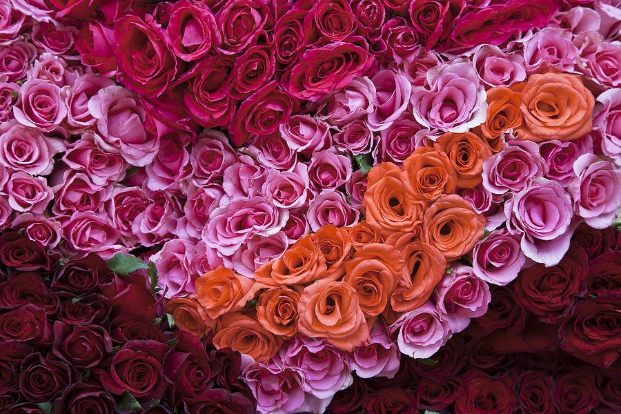 Market Roses Photograph by John Bartosik