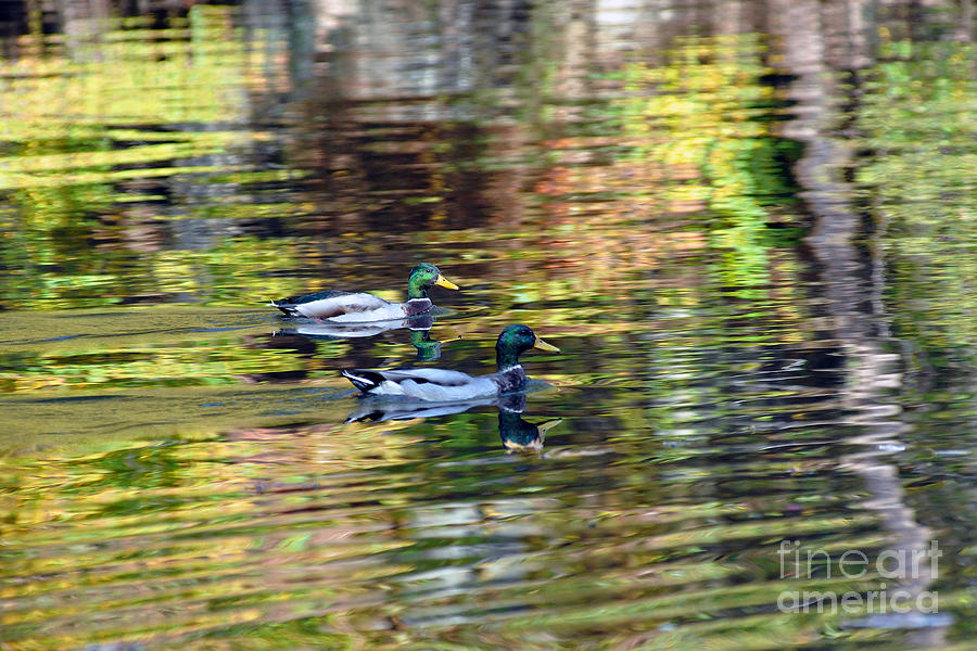 Marllard duck reflections Photograph by Dan Friend