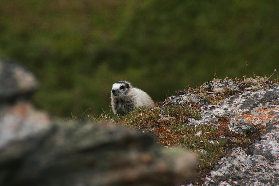 Marmot Denali National Park Photograph by Benjamin Dahl