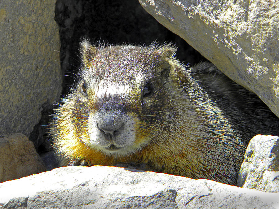 Marmot In Den Photograph by Frank Wilson