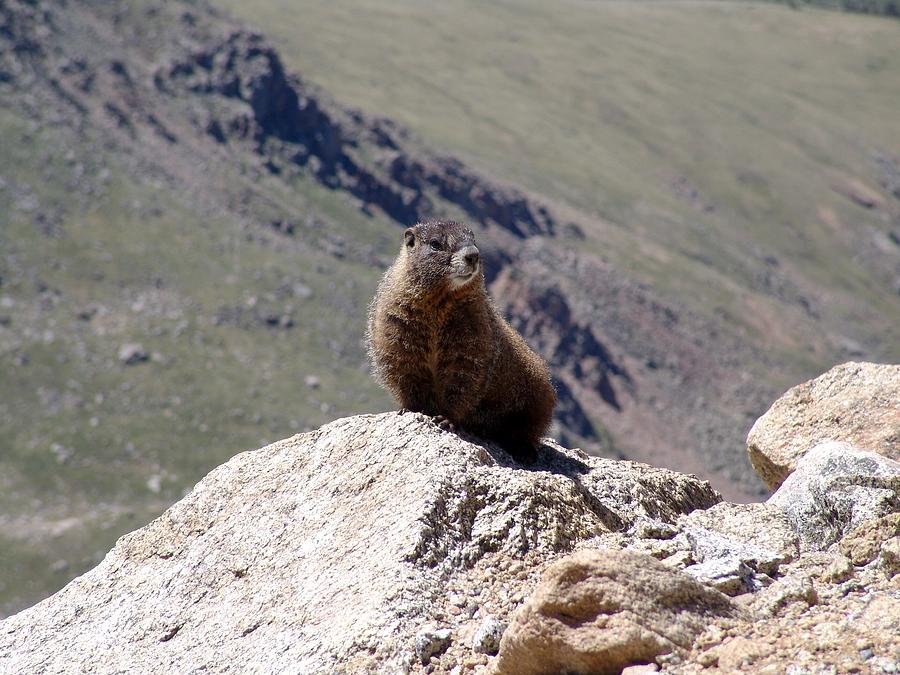 Marmot Moment Photograph