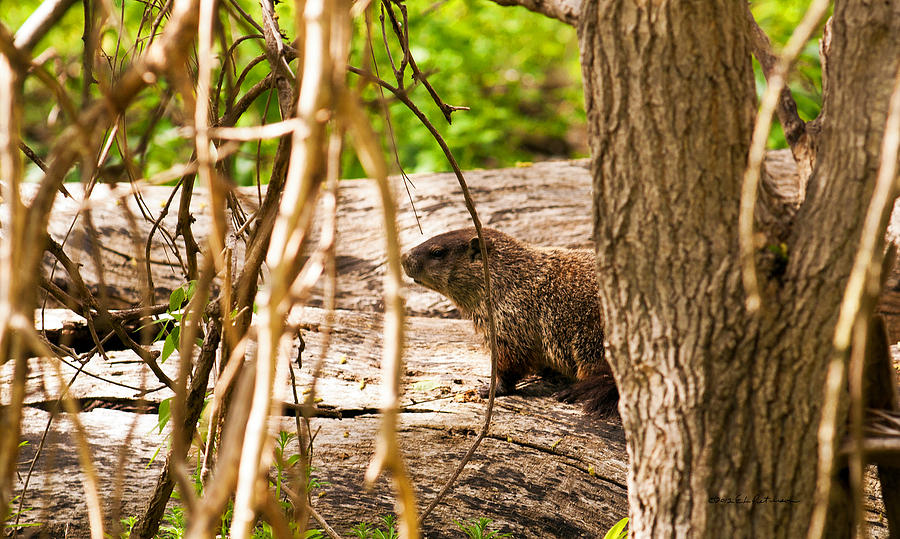 Marmot On The Move Photograph by Ed Peterson