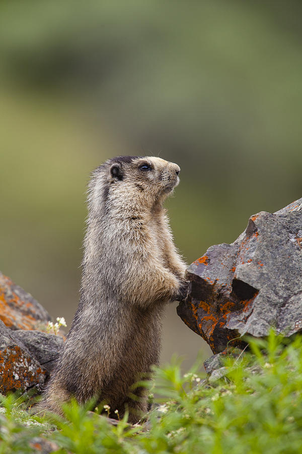 Denali National Park Photograph - Marmot Profile by Tim Grams