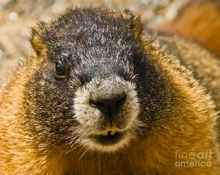 Marmot Up Close and Personal Photograph by Harry Strharsky