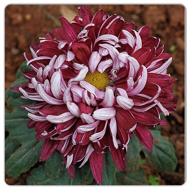 Nature Photograph - Maroon Chrysanthemum #floral_perfection by William Tan