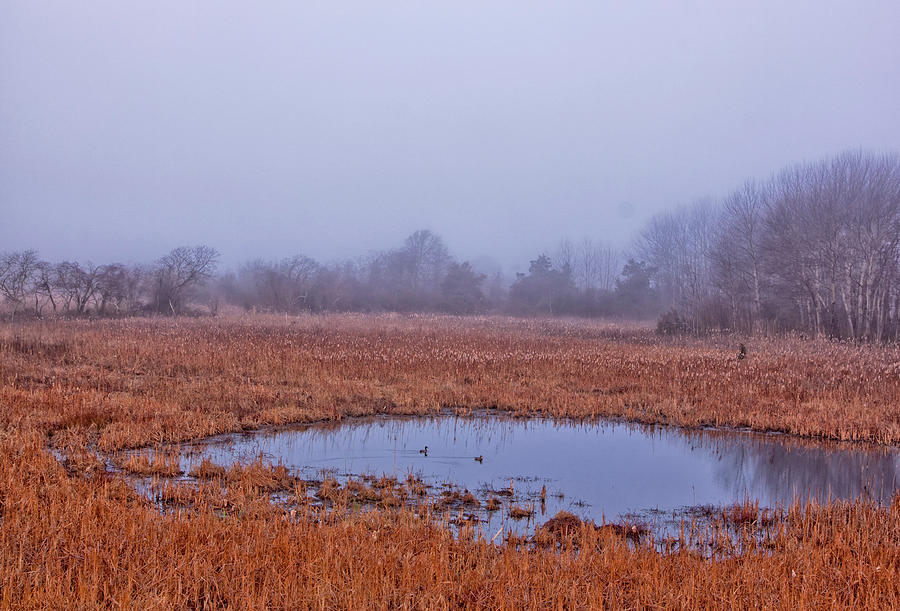 Marsh and Fog Photograph by Tom Singleton