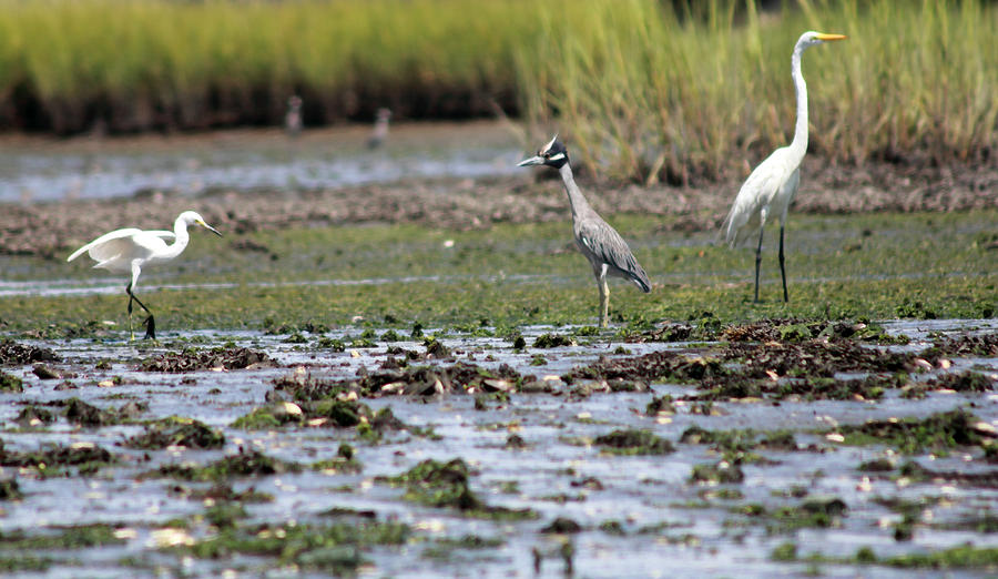 Marsh Birds of the Jersey Shore I Photograph by Mary Haber