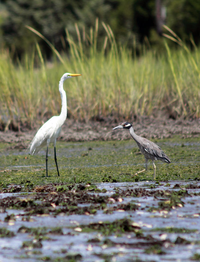 Marsh Birds of the Jersey Shore II Photograph by Mary Haber