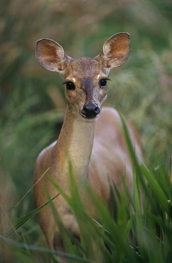 Marsh Deer Blastocerus Dichotomus Photograph by Claus Meyer