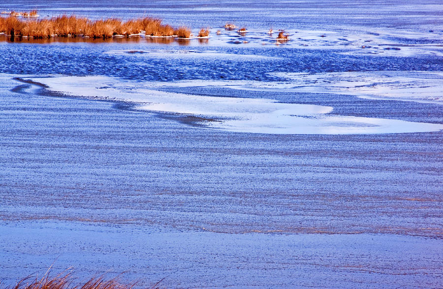 Marsh Grass and Ice Photograph by Tom Singleton