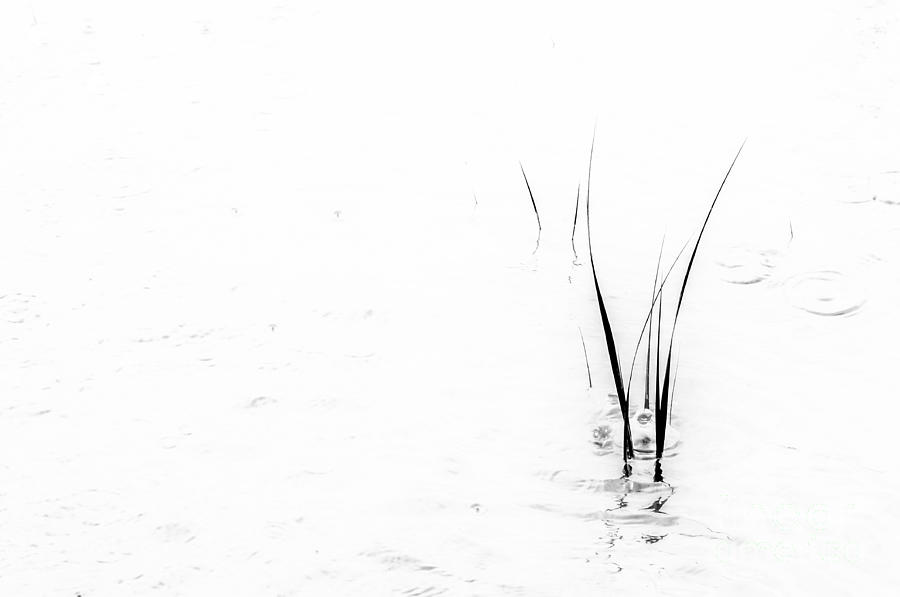Marsh Grass Photograph by David Waldrop