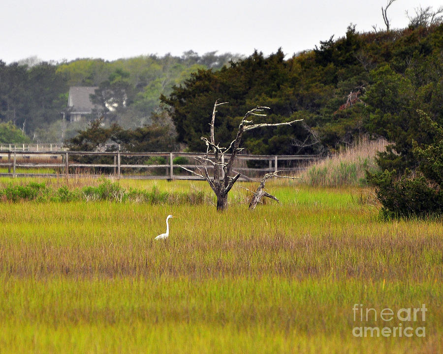 Marsh Grass Egret Photograph by Al Powell Photography USA