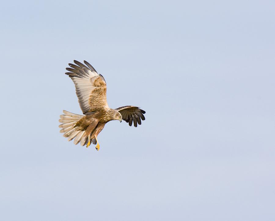 Hawk Photograph - Marsh Harrier Hunting by Duncan Shaw