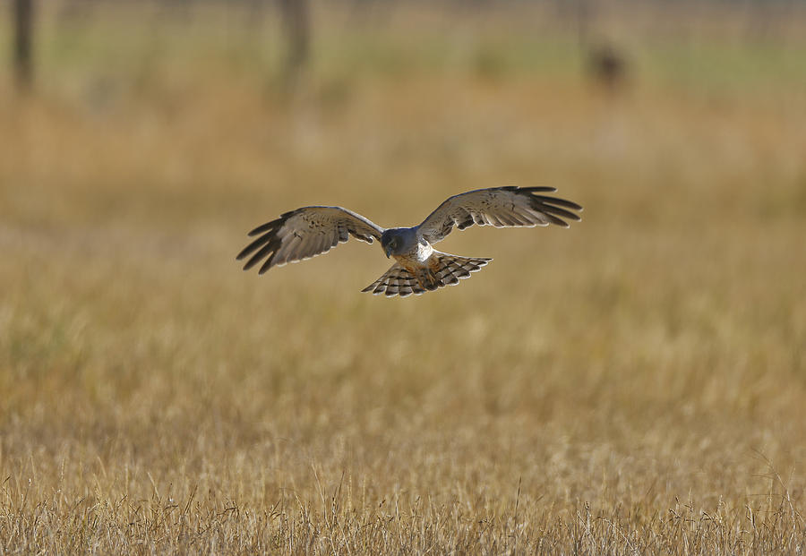 Marsh hawk Photograph by John T Humphrey