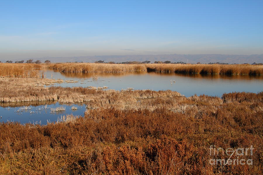 Marsh Land At Coyote Hills Regional Preserve California . 7D10882 Photograph by Wingsdomain Art and Photography